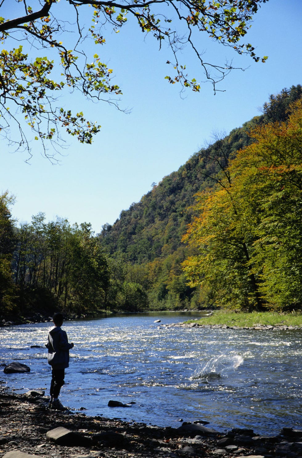 Body of water, Nature, Water, River, Tree, Sky, Wilderness, Bank, Leaf, Watercourse, 