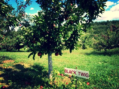 Best Apple Picking Places Near Me - Apple Orchard Events ...