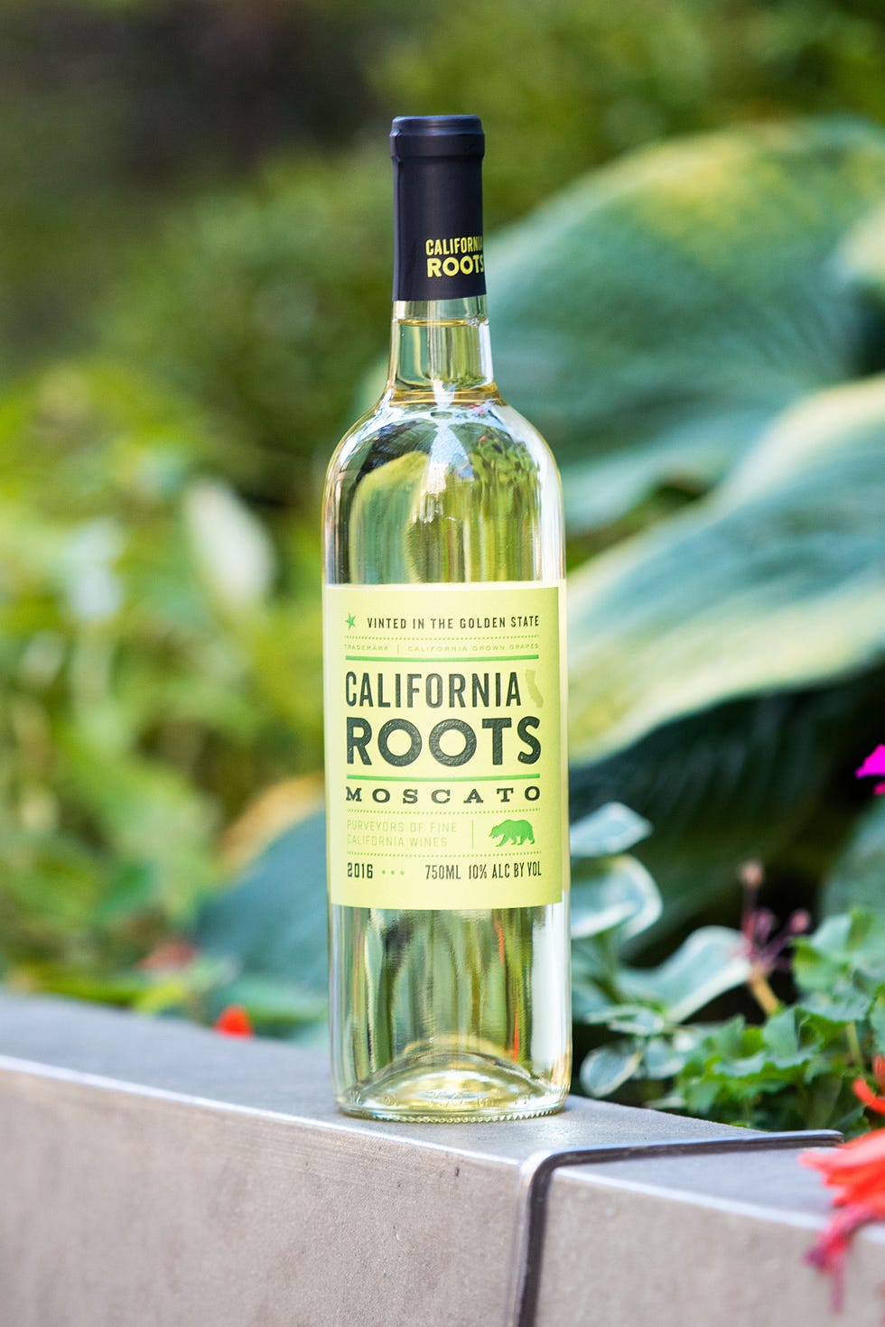 Liqueur, Bottle, Drink, Glass bottle, Alcoholic beverage, Distilled beverage, Grass, Alcohol, Plant, Olive oil, 