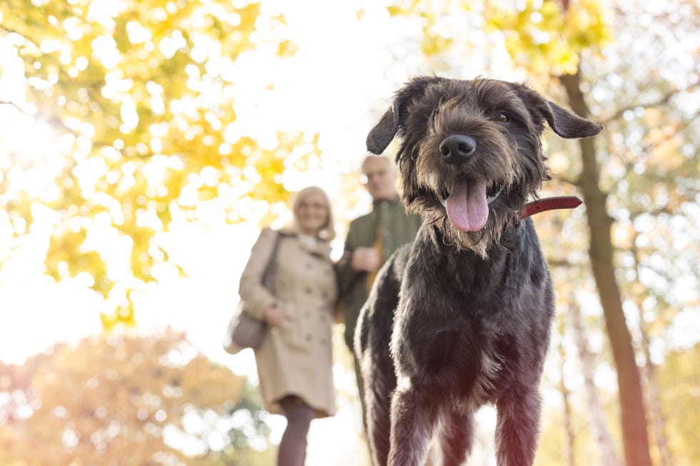 Dog, Mammal, Vertebrate, Dog breed, Canidae, Carnivore, Sporting Group, Giant schnauzer, Snout, Hunting dog, 