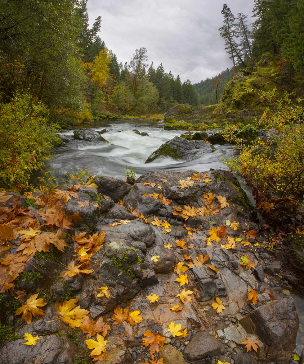 Body of water, Nature, Leaf, River, Natural landscape, Watercourse, Water, Stream, Tree, Wilderness, 
