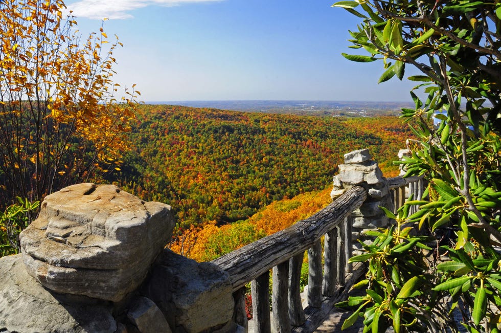Nature, Leaf, Vegetation, Tree, Sky, Wilderness, Natural environment, Yellow, Autumn, Plant, 