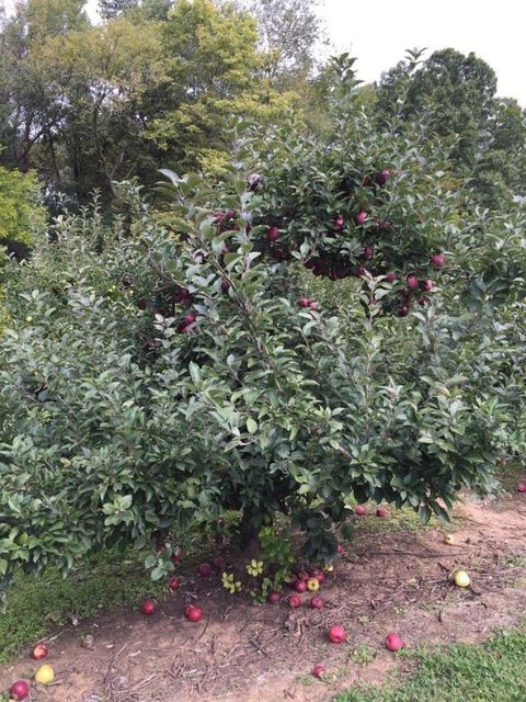 Best Places To Go Apple Picking - Apple Picking Near Me ...