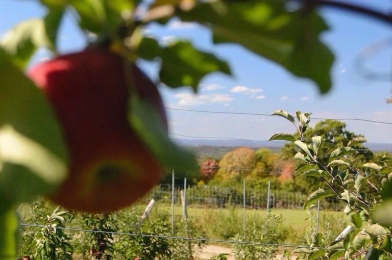 Kitchen tools for apple picking season