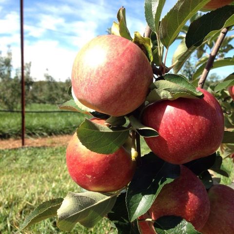 Best Apple Picking Places Near Me - Apple Orchard Events ...