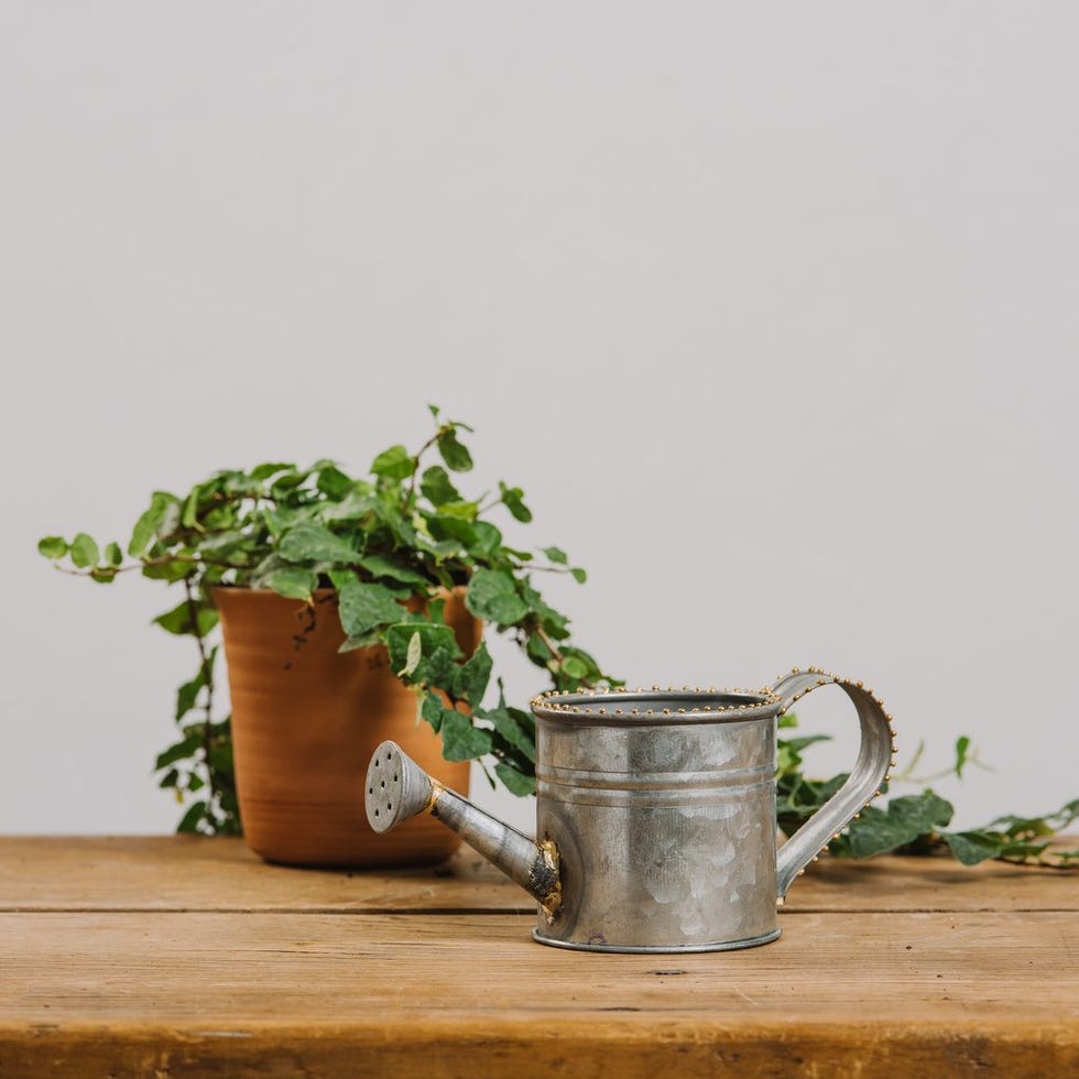 Flowerpot, Plant, Houseplant, Still life photography, Herb, Flower, Still life, Cup, Jug, Serveware, 