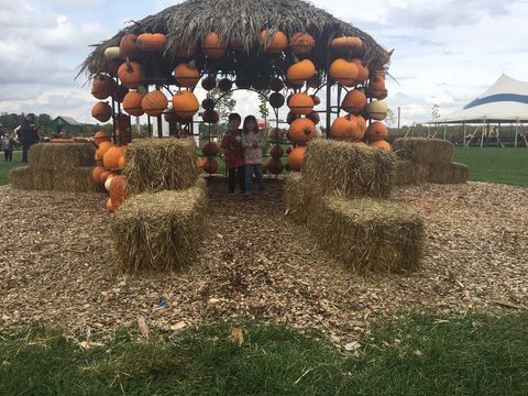 Best Pumpkin Picking Near Me 2017 – Where to Pick Your Own Pumpkins - Delish.com