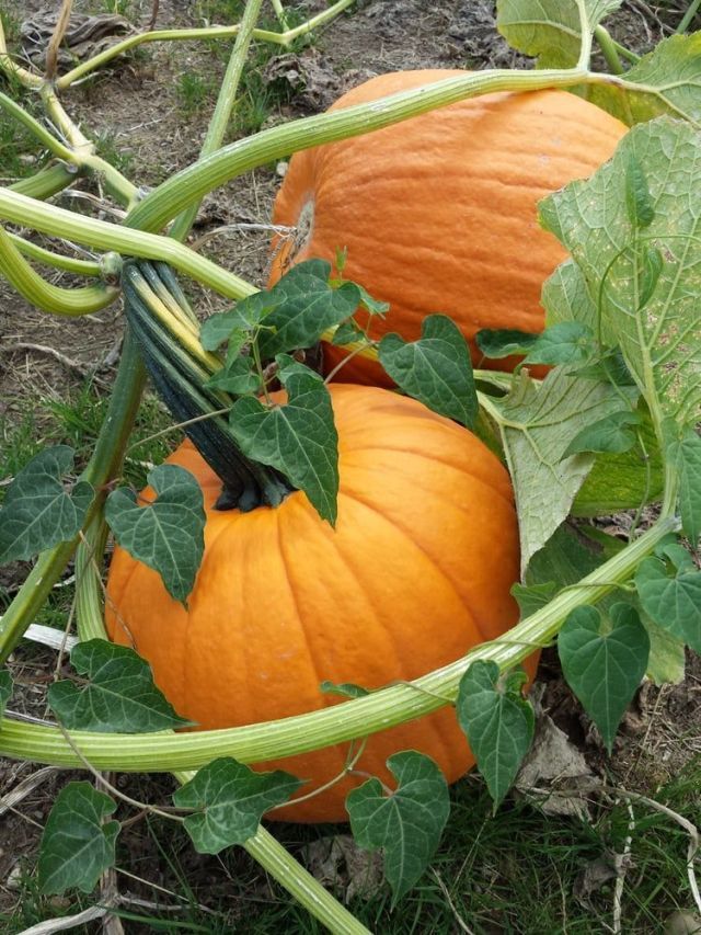 Best Pumpkin Picking Near Me 2017 – Where To Pick Your Own Pumpkins ...