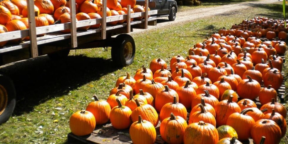 Best Pumpkin Picking Near Me 2017 - Where to Pick Your Own Pumpkins - Delish.com