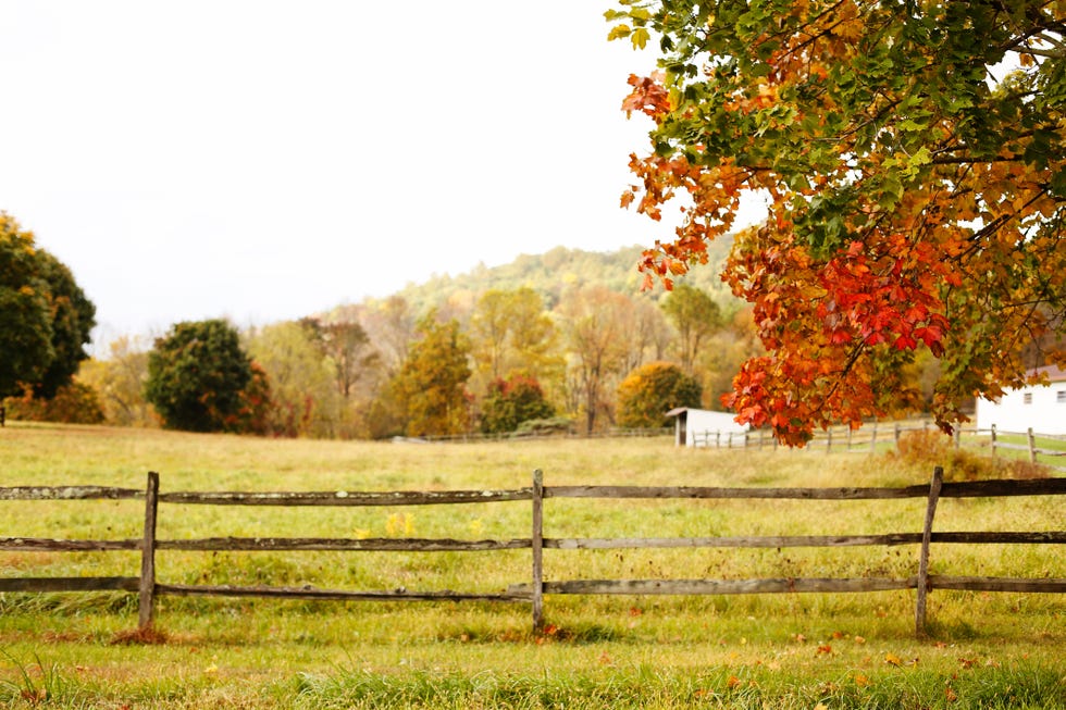 Natural landscape, Nature, Tree, Pasture, Leaf, Autumn, Fence, Natural environment, Sky, Grass, 