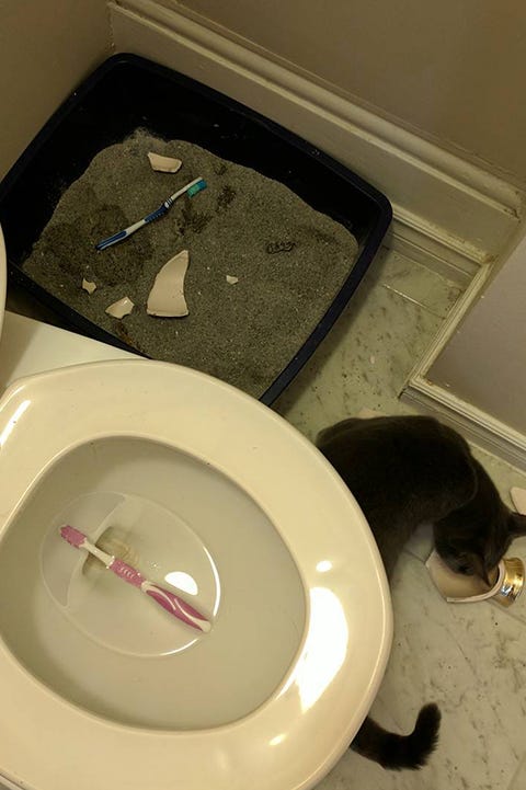 Toilet, Plumbing fixture, Bathroom sink, Tableware, Sink, Bathroom, Cat, 