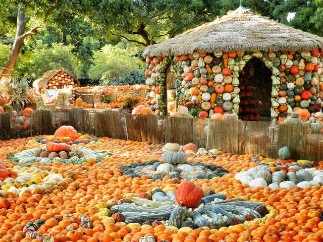Winter squash, Pumpkin, Gourd, Vegetable, Natural foods, Cucurbita, Calabaza, Plant, Fruit, Food, 
