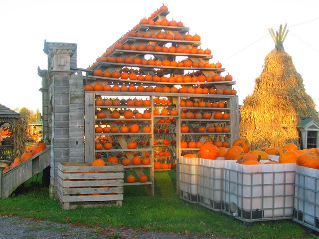 Pumpkin, Tree, Architecture, Building, Plant, House, Autumn, 