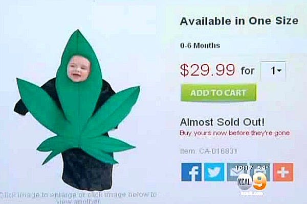Leaf, Plant, Organism, Terrestrial plant, Flower, Perennial plant, 