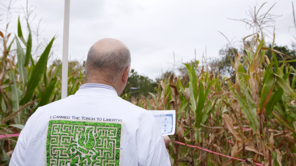 delish-corn-maze