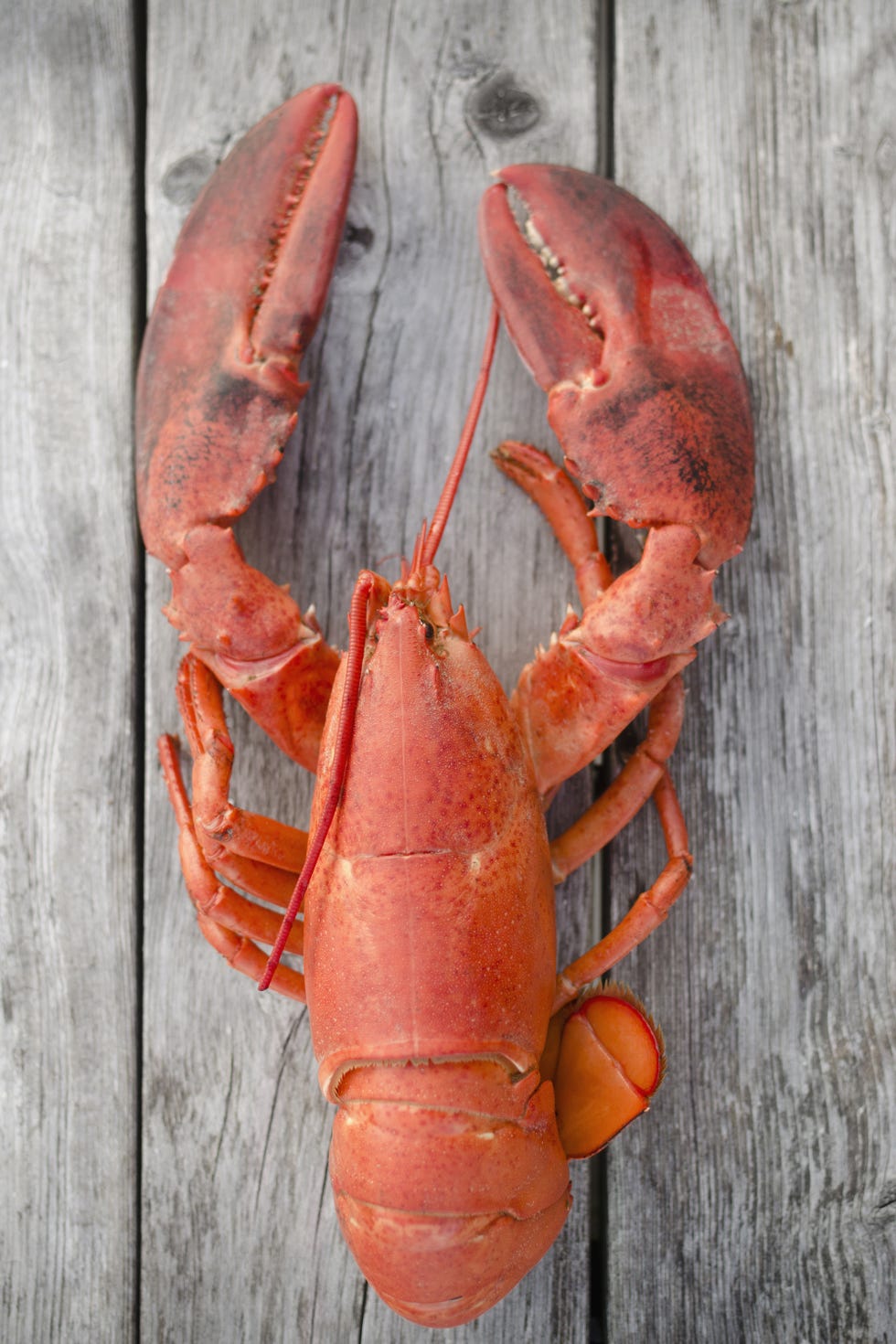 American lobster, Lobster, Homarus, Seafood, Decapoda, Crayfish, Food, Crustacean, Spiny lobster, Invertebrate, 