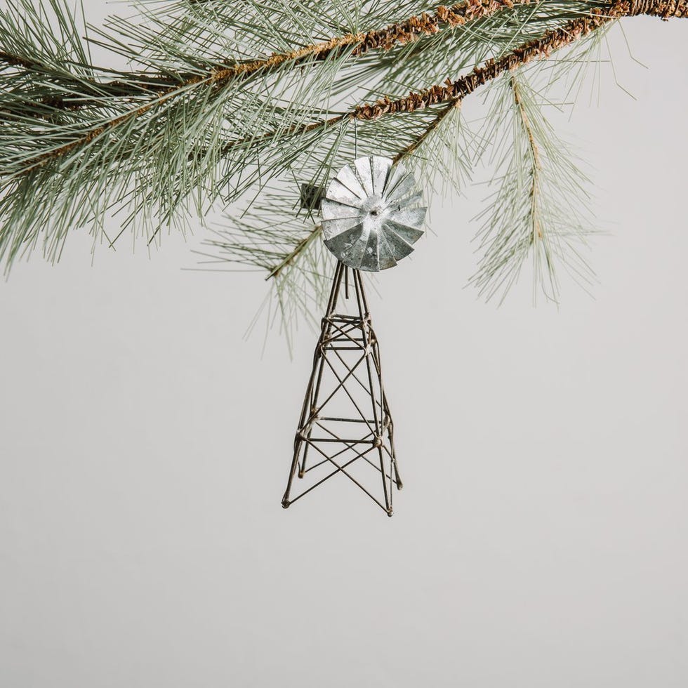 Tree, Branch, White pine, Twig, Woody plant, Plant, Pine family, Conifer, Pine, Fir, 