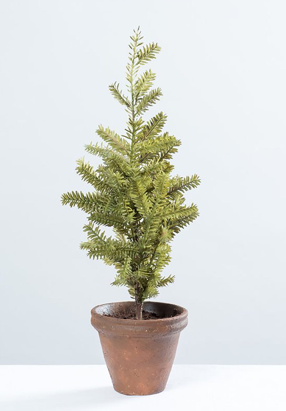 Tree, balsam fir, Yellow fir, Flowerpot, Canadian fir, Plant, shortleaf black spruce, Colorado spruce, Woody plant, American larch, 