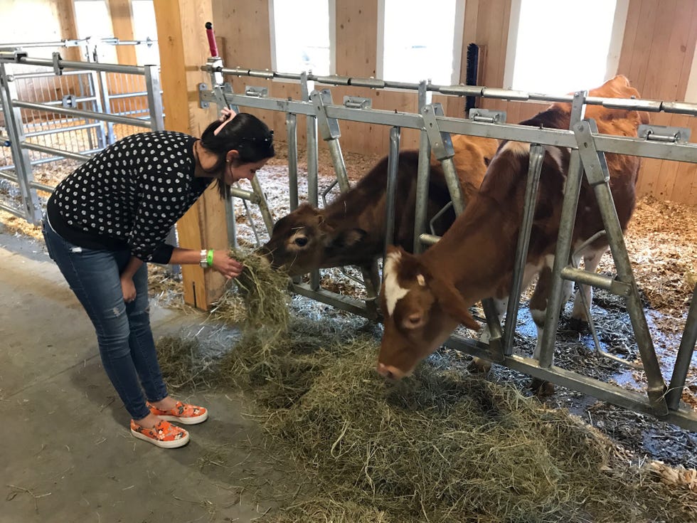 Bovine, Dairy cow, Stable, Calf, Dairy, Working animal, Cow-goat family, Stall, Animal shelter, 