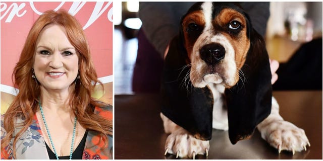 Dog, Canidae, Mammal, Dog breed, Companion dog, Carnivore, Basset hound, Basset artésien normand, Snout, Rare breed (dog), 