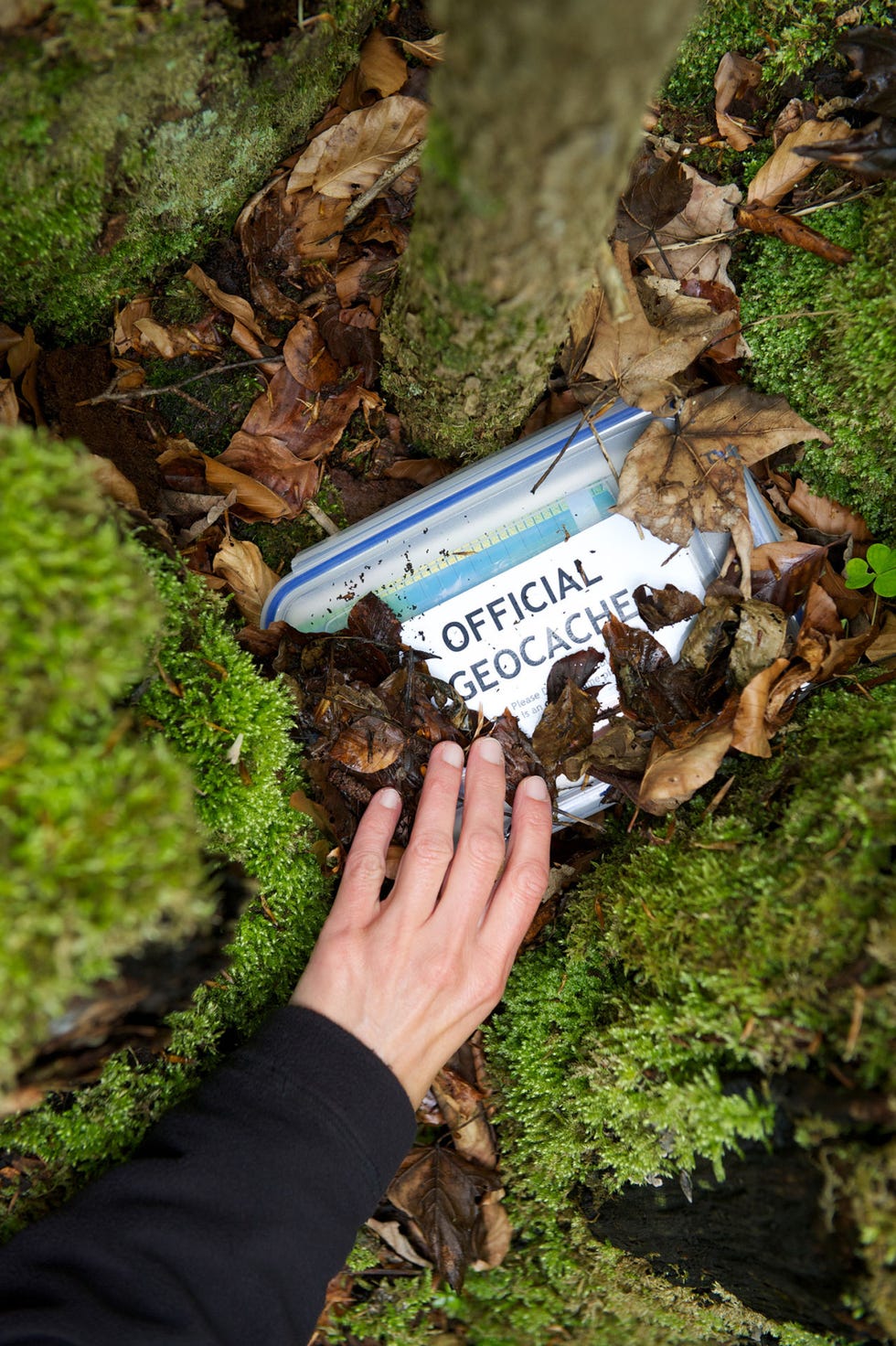 Geology, Soil, Tree, Organism, Rock, Grass, Moss, Adaptation, Non-vascular land plant, Plant, 