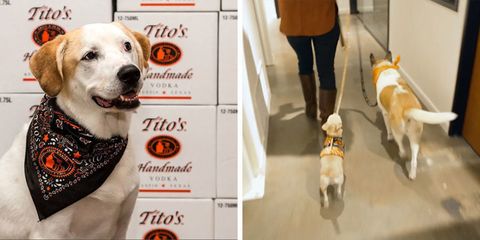 Tito's Vodka in Austin, Texas rescues dogs and lets their employees brings their dogs to the office