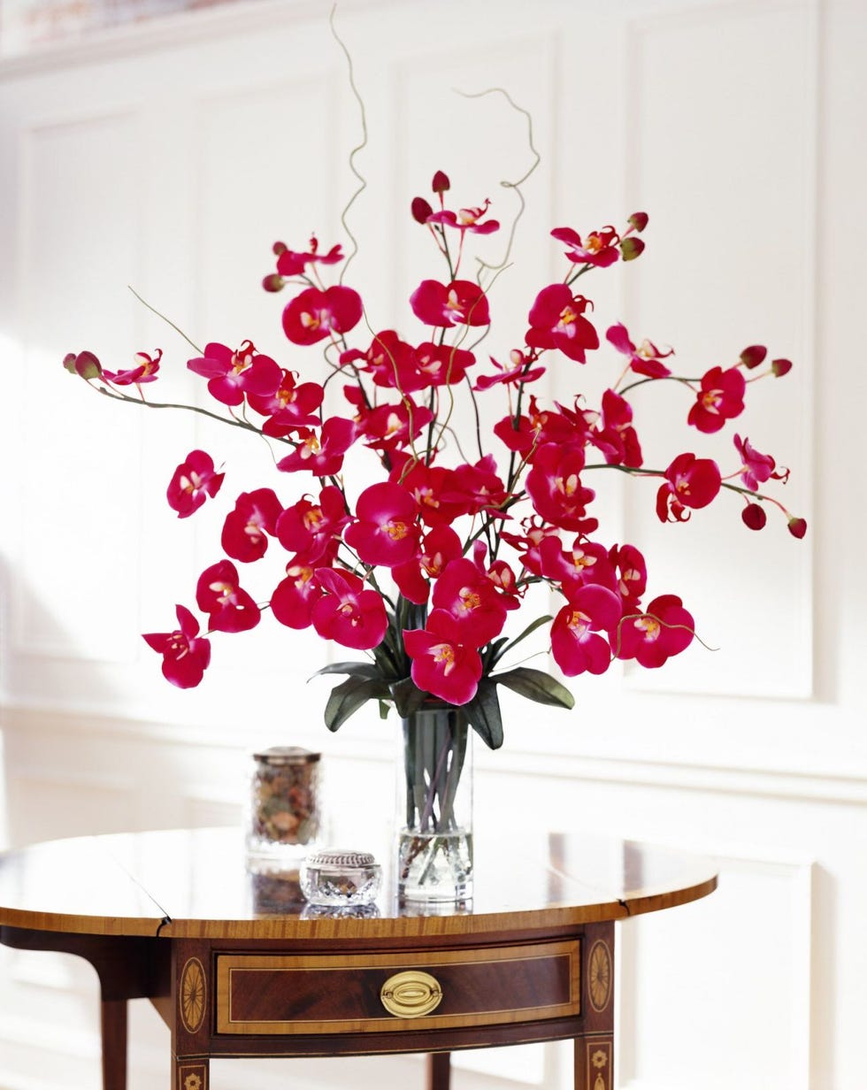 Red, Branch, Flower, Room, Pink, Houseplant, Plant, Twig, Tree, Blossom, 