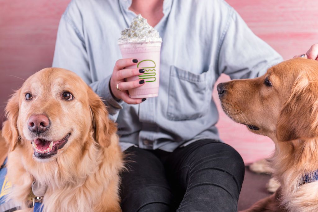 are dogs allowed milkshake