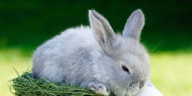 La bunny. Кролик. Пасхальный зайчик. Пасхальный кролик. Пасха кролик.