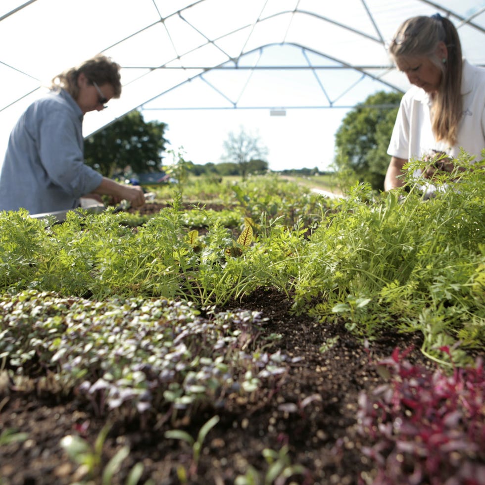 With the only Forbes five-star restaurant in Texas, The Inn at Dos Brisas prides itself on its farm-to-fork fare featuring heirloom produce grown on its 42-acre USDA-certified organic farm, from lemons and peppers to figs and persimmons. Seasonal tasting menus — both vegetarian and non — focus on Texas' unique growing seasons (typical "spring" vegetables grow there in the fall, for instance), but a state-of-the-art greenhouse and a shadehouse ensure the inn has access to fresh produce all year long.
 
<i><a href="http://www.dosbrisas.com/restaurant" target="_new">dosbrisas.com/restaurant</a></i>