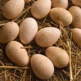 Turkey Eggs