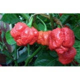 <p>Experts at New Mexico State University's Chile Pepper Institute announced their findings for the hottest chile pepper in the world. Dubbed the Trinidad Moruga Scorpion, this chile pepper lives up to its dangerous sounding name.</p>

<p><a href="/food/recalls-reviews/researchers-announce-worlds-hottest-chile-pepper"><b>Read the Whole Story</b></a></p>