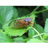 <p>After a 17-year cycle, cicadas were back in action this summer, invading warm regions where the species called Brood II is typically found. One chef took advantage of the infestation and planned a cicada-inspired menu at his Connecticut restaurant.</p>

<p><a href="http://gogonow.org/food/recalls-reviews/chef-cook-cicada-menu%22%3E%3Cb%3ERead the Whole Story</b></a></p>