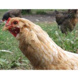 <p>The USDA allowed four companies in China to begin processing chickens slaughtered in the U.S. The chickens in question are be raised and slaughtered in the U.S. and then sent to China for processing.</p>

<p><a href="http://gogonow.org/food/recalls-reviews/usda-allows-china-process-american-chickens%22%3E%3Cb%3ERead the Whole Story</b></a></p>