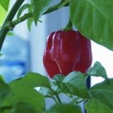 <p><strong>SHU:</strong> 450,000</p>
<p><strong>Fun Fact:</strong> There are claims that its SHU came in at 577,000 — twice that of regular habanero peppers (putting that in perspective, that's 50 times the hotness of a jalapeno), but the reading was never confirmed. The highest verified SHU for this pepper is 450,000 but online enthusiasts still argue back and forth about the legitimacy of the 577,000 reading.</p>
<p><strong>Want To Eat It?</strong> Spike your next spicy supper with a range of products from powders to hot sauce made from this pepper, or end your meal with a chile-laced chocolate bar. <a href="http://www.redsavina.com/" target="_blank">This website</a> has them all.</p>
<p>Chicago feature, <a href="http://www.jakemelnicks.com" target="_blank">Jake Melnick's Corner Tap</a>, includes these burning beauties (along with other hot peppers) in the sauce that coats their XXX wings — wings so hot you have to sign a waver if you order them. They even hand you a bell for calling for immediate aid from sour cream, bread, and milk in order to douse the burn because, we're assuming, you'll be unable to vocalize your pain.</p>