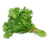 Cilantro
