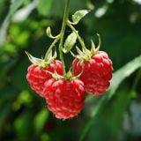<b>Date:</b> October 28<br /><br />

October 28 is a day to get wild — with your foods. "Wild" foods are whole, naturally-grown foods, like those tomatoes in your backyard, or the berries next door. If you're waiting until National Wild Foods Day to celebrate, you may have some trouble finding wild berries and tomatoes, but you could be on the lookout for wild squash.<br /><br />

<a href="/recipes/cooking-recipes/squash" target="_blank"><b>Recipes Using Squash</b></a>