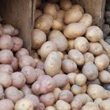 <a href="/recipes/cooking-recipes/potatoes-galore-recipes" target="_blank"><b>Get potato recipes here!</b></a><br /><br />The average American eats 126 pounds of potatoes per year, and while Super Size fries may have a lousy nutritional reputation, don't blame the spud itself: Fresh potatoes have more potassium than bananas, spinach, or broccoli and are full of fiber and <a href="/recipes/cooking-recipes/top-sources-vitamin-C" target="_blank">vitamin C</a>.<br /><br />There are as many ways to prepare potatoes as there are pots to cook them in, and they're so cheap that there's no reason you can't experiment with all of them.
