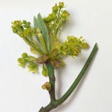 <p><b>Banned:</b> In the 1960s, the FDA banned the use of sassafras oil, mostly composed of safrole, in foods and additives.</p><br />

<p><b>Reason:</b> Sassafras oil — extracted from the dried root bark of the sassafras tree — was once a popular ingredient in tea and root beer. But after scientific evidence deemed safrole a potential carcinogen, the FDA implemented its ban, which is still in place today. (Root extracts that don't contain safrole are allowed.)</p>