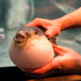 <p><b>Banned:</b> It is illegal to sell, harvest, or serve puffer fish in the U.S. without a license. Sale and consumption are strictly prohibited in the European Union.</p><br />

<p><b>Reason:</b> This fish has a killer taste — literally. The puffer fish's skin and certain organs contain tetrodotoxin, an extremely poisonous toxin that can paralyze a human and lead to asphyxiation. However fugu, as it is called in Japanese, has been eaten for hundreds of years in Japan, where expert chefs serve it as a delicacy.</p>