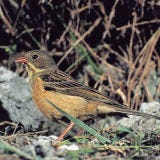 <p><b>Banned:</b> Protected species in Europe. Smuggling the bird into the U.S. is a crime.</p><br />

<p><b>Reason:</b> This tiny bird has a rich history in France, where gourmands have enjoyed ortolan so much that the population has severely declined since the 1960s. Selling ortolan in France is now illegal. But that wasn't the case when the late French president François Mitterrand famously feasted on the bird during his "last supper" on New Year's Eve in 1995.</p>