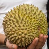 <p>Famous for its odiferous smell, durian is nonetheless popular throughout Asian cultures because of its creamy texture and flavor. "Though the smell is putrid and you would think it's a turn-off," explains Rosofsky, it's often thought that eating the fruit promotes estrogen and increases fertility.  Adventurous? You can find these at most Chinese grocers.</p><br /><p><b>Play it Safe With:</b> <a href="/recipefinder/chocolate-dipped-fruit-169" target="_blank"><b>Chocolate Dipped Fruit</b></a></p>