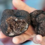 <p>"Both earthy black and ethereal, [truffles] caused religious consternation in the days of the Arab empire," according to Rosofsky. These precious fungi were banned from sale near mosques "for fear they would corrupt the morals of good Muslims." Rosofsky adds that, today, anything associated with luxury or indulgence is considered very sexy. If your suitor is willing to pay for these pricey goodies, he or she must think you're worth every penny. Wink, wink.</p><br />
<p><b>Whip Up This Luxe Dish:</b> <a href="/recipefinder/john-besh-gnocchi-crab-truffle-recipe?" target="_blank">John Besh's Gnocchi, Crab, and Truffles</a></p><br />
<p><b>Be forewarned, the next aphrodisiac on the list is quite shocking.</b></p>