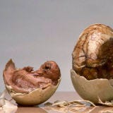 <p>We've saved the most exotic and bizarre for last. These fertilized duck eggs are considered a delicacy in the Philippines and often eaten to increase fertility. A dish for the adventuresome only!</p><br /><br />

