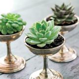 Cream of the crop: Ice cream dishes, from a collection of vintage hotel silver, proffer tiny succulents, a sweet alternative to the typical centerpiece when grouped together.