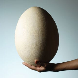 Ostrich Eggs