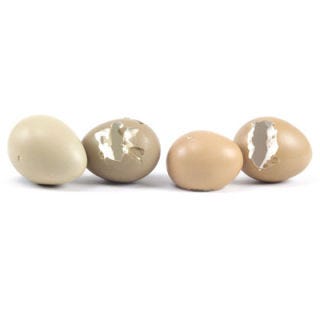 Pheasant Eggs
