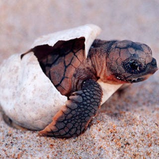 Turtle Eggs 