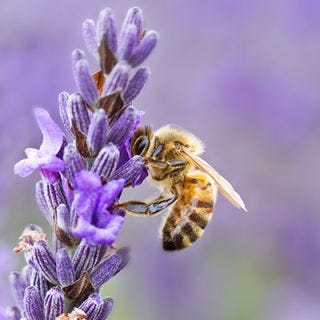 Though they're not food themselves, bees are creatures essential to the food and agricultural industries. Without honeybees to pollinate the plants we consume, it would be impossible to grow many of our favorite foods, and the insects are often trucked across country to pollinate different crops. But in July of 2011, 14 million bees being transported from California to North Dakota escaped after a crash on an Idaho highway, according to <a href="http://www.kpvi.com/content/news/local/story/UPDATE-Mess-Cleared-Following-Bee-Accident/MHcPsTwNj0agpbl2IDztVg.cspx" target="_blank">KPVI</a>, an NBC News affiliate. The semi-truck was carrying about 400 hive boxes and honey when it careened off the roadway and overturned. It took crews from multiple agencies the entire day to clean up both the honey and the bees after the incident.