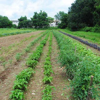 El Poblano Farm; Staten Island, New York <p> <b> Pitch: </b>
Run by Gudelio Garcia, a native "Poblano" (from Puebla, Mexico), the farm, which specializes in traditional Mexican vegetables and herbs like aromatic pipicha, cilantro-esque papalo and crisp, minty-garlicky epazote, began in 2009 on a one-acre plot on Staten Island. The demand for the farm's specialty herbs from individuals and local restaurants grew, so Garcia decided to expand the farm and start a seed bank.</p>
<p> <b> Campaign: </b> Incentives like boxes of fresh vegetables and seed packets drew hundreds of backers to the farm's aid. The Kickstarter campaign also got the farm invited to showcase its produce at the Guac Rock Festival, an annual guacamole competition/rock concert thrown on a boat in New York's East River. </p>
<p> <b> Success: </b> By August 2012, the farm exceeded its $5,000 goal by more than $3,000. El Poblano now sells its produce at local farmers' markets, and is working to start a weekly CSA (community supported agriculture) program offering fresh Mexican produce to members. </p>
<p><b><a href="http://www.facebook.com/ElPoblanoFarm">Facebook.com/ElPablanoFarm</a></b></p>